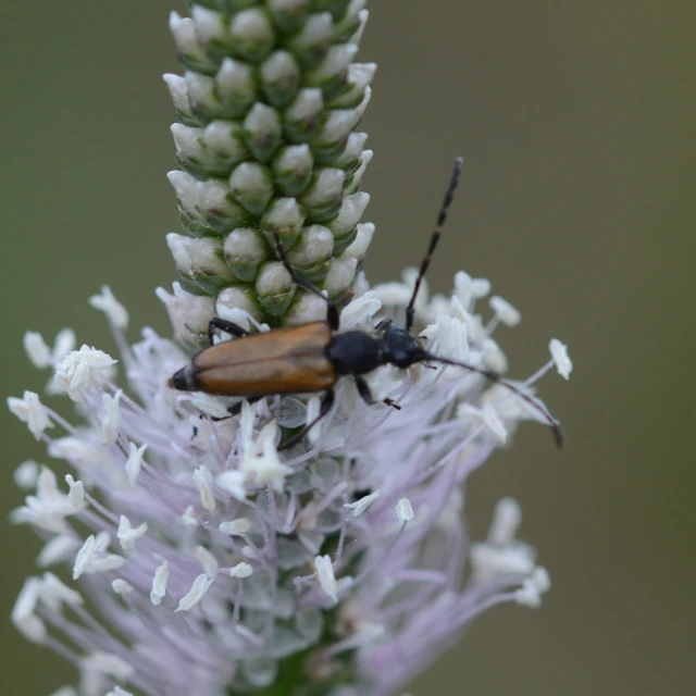 Stictoleptura maculicornis - tarkacsápú virágcincér