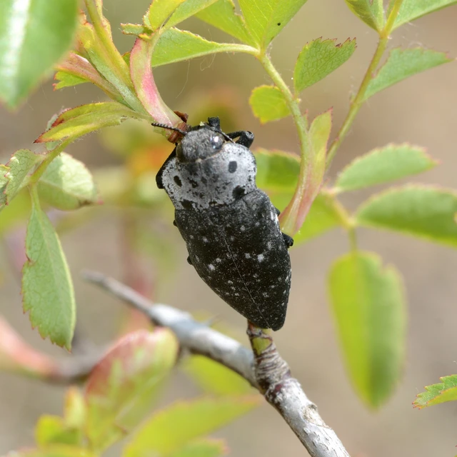 Capnodis tenebrionis - kökény-tükrösdíszbogár
