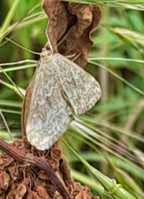 Evergestis frumentalis - tavaszi dudvamoly