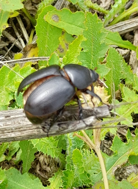 Pentodon idiota - butabogár