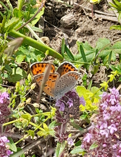 Lycaena thersamon - kis tűzlepke