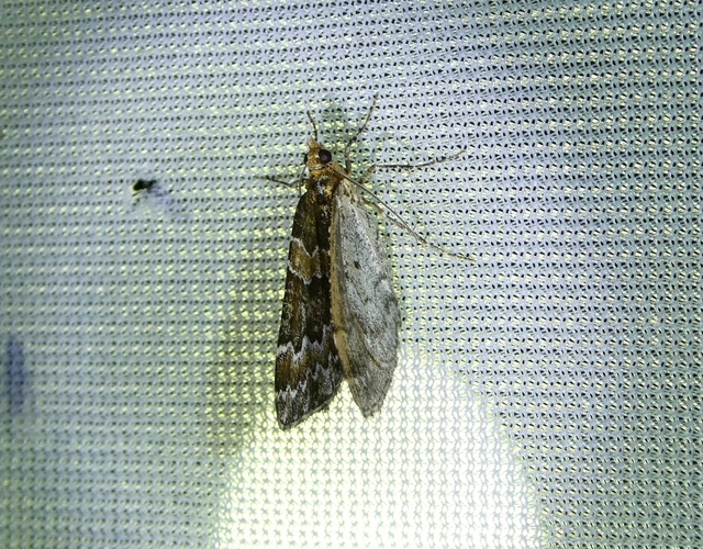 Electrophaes corylata - mogyoró-araszoló