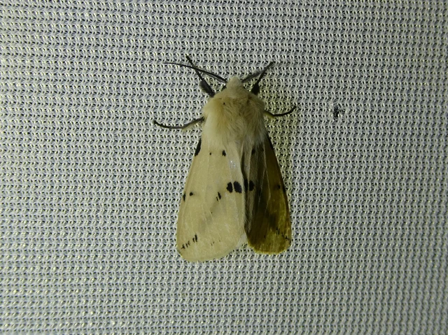 Spilarctia lutea - sárgás medvelepke