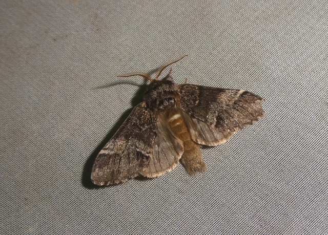 Drymonia dodonea - bélyeges púposszövő