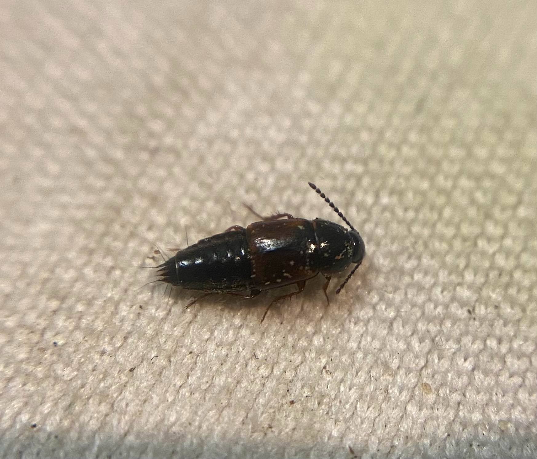 Tachinus fimetarius - karcsú fürgeholyva