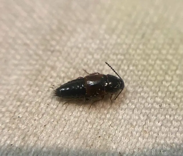 Tachinus fimetarius - karcsú fürgeholyva