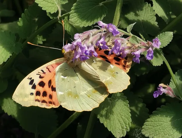 Argynnis pandora - zöldes gyöngyházlepke