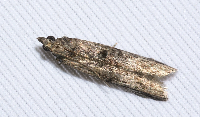 Nephopterix angustella - kecskerágó-karcsúmoly