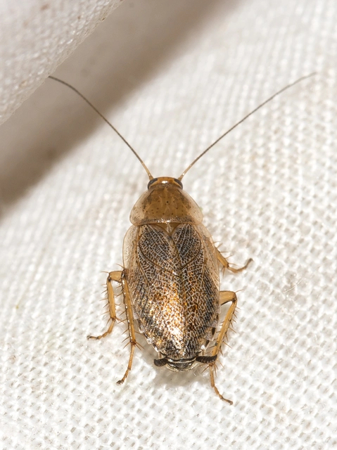 Blattodea - Csótányok