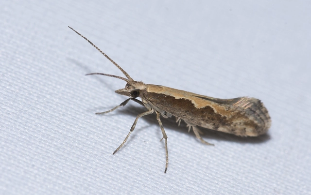 Plutella xylostella - káposztamoly