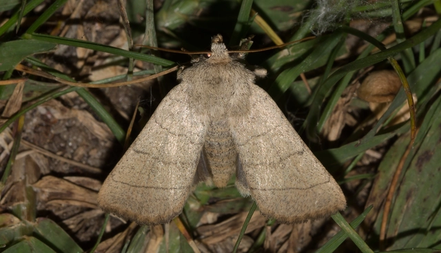 Charanyca trigrammica - háromsávos lombbagoly