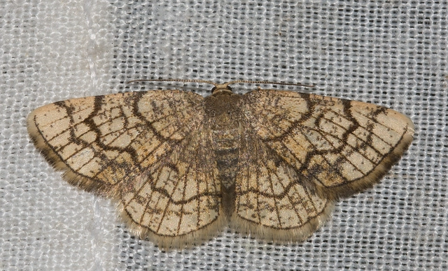 Stegania dilectaria - fehérnyár-araszoló