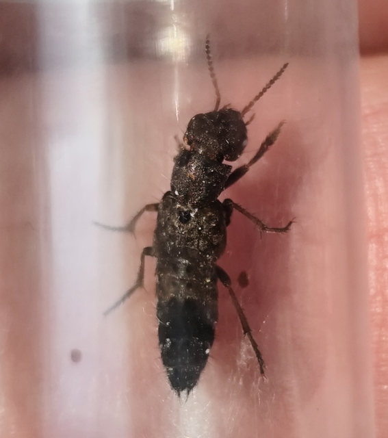 Ontholestes haroldi - sárgatérdű holyva