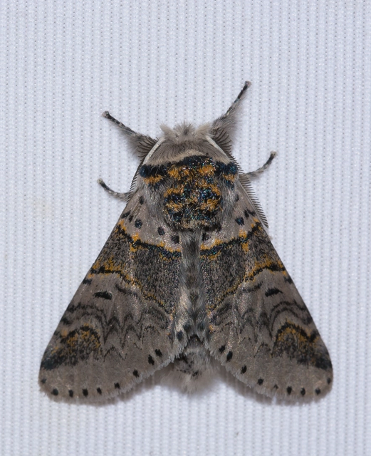 Furcula furcula - szürke púposszövő