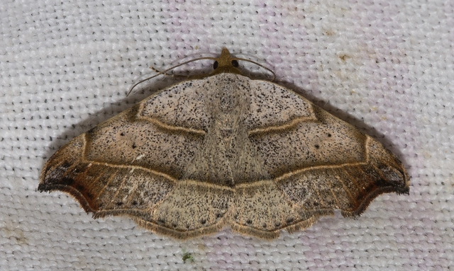 Laspeyria flexula - zuzmóbagoly