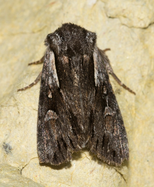Chloantha hyperici - orbáncfű-sugarasbagoly