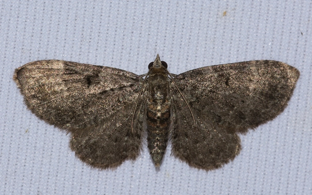 Pasiphila chloerata - hamvas törpearaszoló