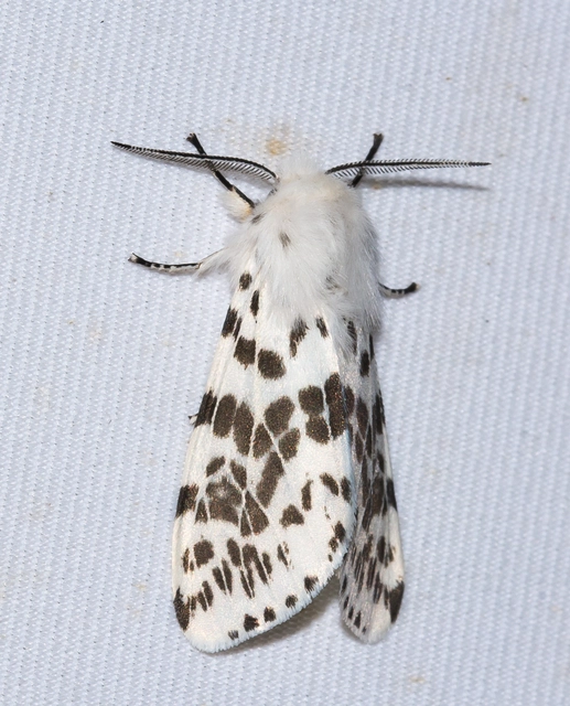 Hyphantria cunea - amerikai fehér medvelepke