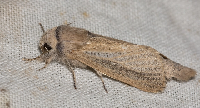 Phragmataecia castaneae - nádfúrólepke