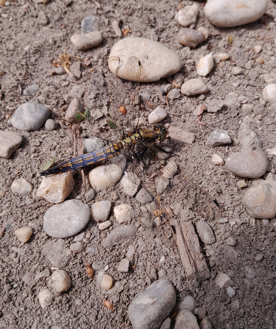 Orthetrum cancellatum - feketefarkú pásztorszitakötő