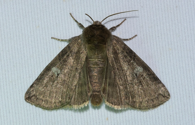 Tethea or - bélyeges pihésszövő