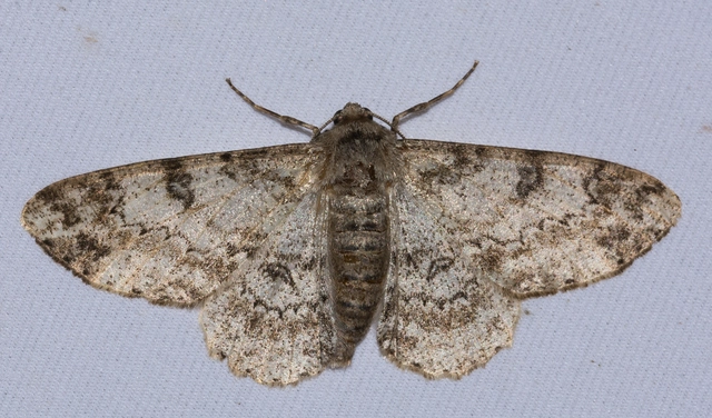 Ascotis selenaria - holdas faaraszoló