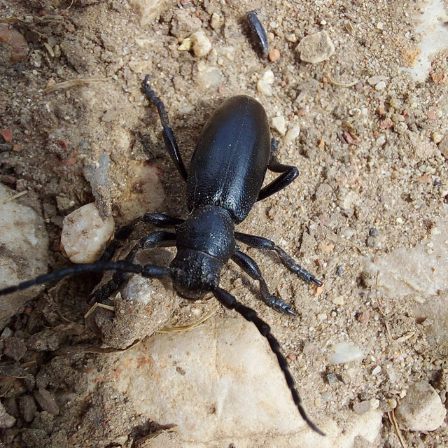 Dorcadion aethiops - fekete gyalogcincér