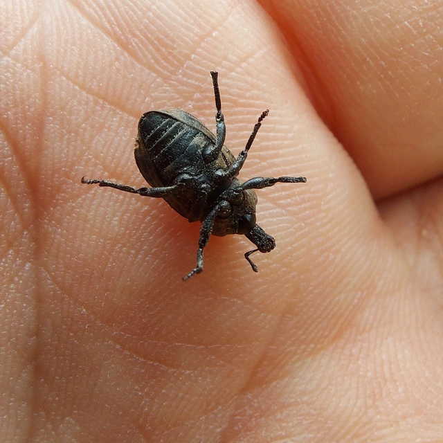Minyops variolosus - nyugati bordásormányos