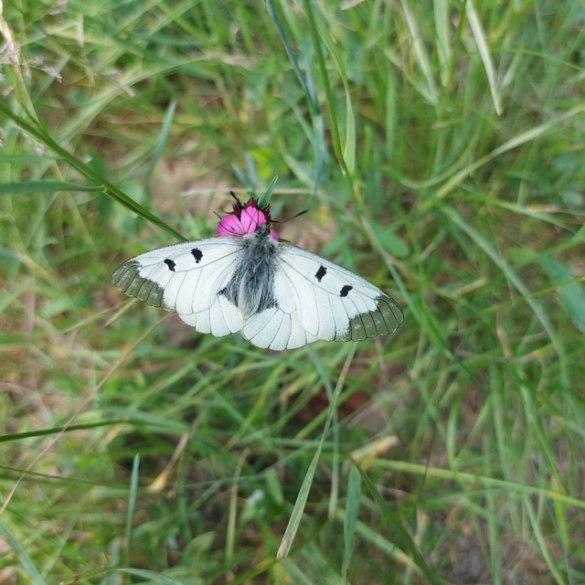 Parnassius mnemosyne - kis apollólepke