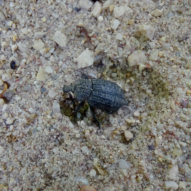 Minyops variolosus - nyugati bordásormányos