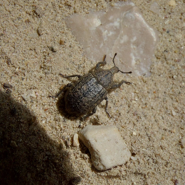 Minyops variolosus - nyugati bordásormányos