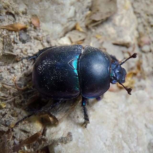 Trypocopris vernalis - tavaszi álganéjtúró