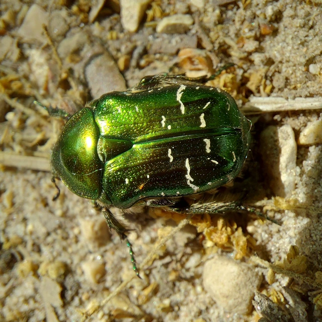 Cetonia aurata - aranyos virágbogár