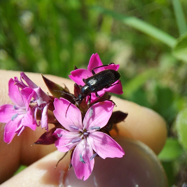 Dinoptera collaris - vörösnyakú virágcincér