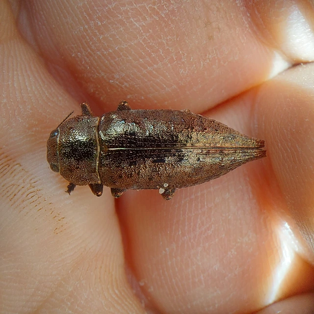 Dicerca berolinensis - bükkfa-díszbogár
