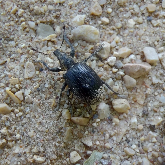 Liophloeus tessulatus - kockás barabolyormányos
