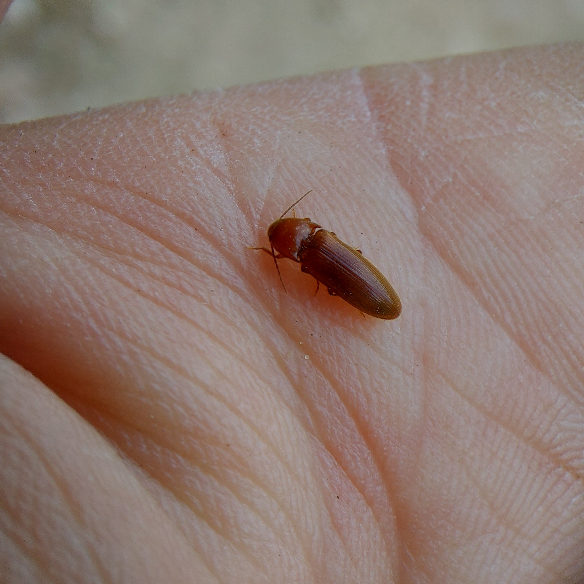 Porthmidius austriacus - fakó pattanó