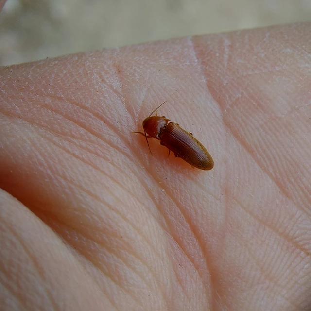 Porthmidius austriacus - fakó pattanó