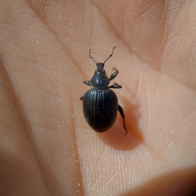 Otiorhynchus catenulatus - gyászos gyalogormányos