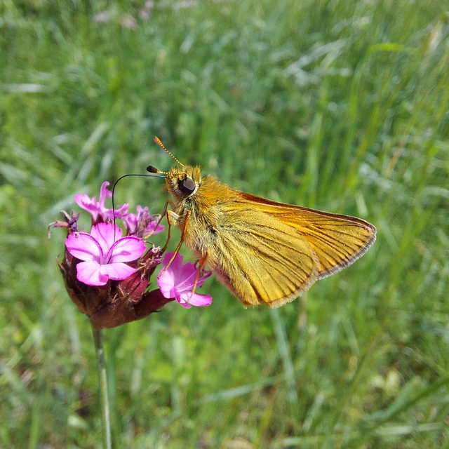 Ochlodes sylvanus - erdei busalepke