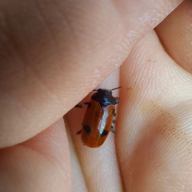 Clytra quadripunctata - négyfoltos zsákhordóbogár