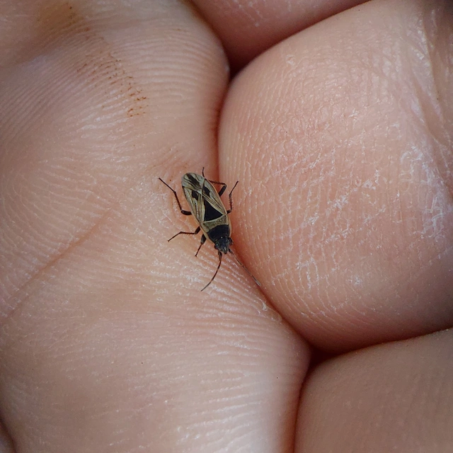 Xanthochilus quadratus - szegélyes díszesbodobács