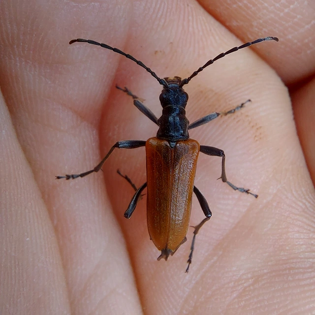 Stenocorus quercus - tölgy-gyökércincér