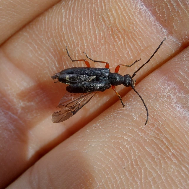 Anoplodera rufipes - vöröslábú virágcincér