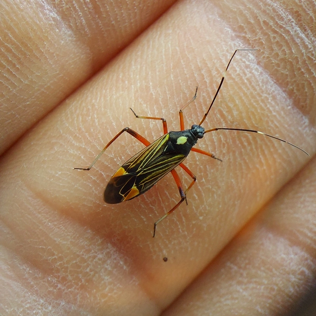 Miris striatus - sávos mezeipoloska