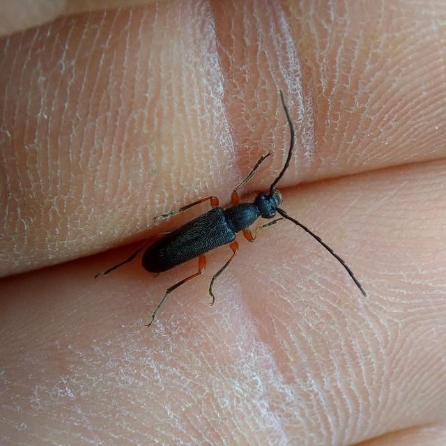 Anoplodera rufipes - vöröslábú virágcincér