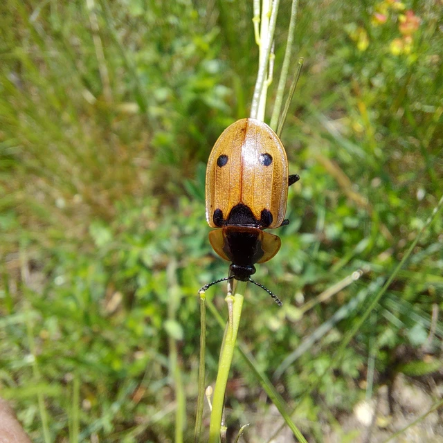 Dendroxena quadrimaculata - négypettyes dögbogár