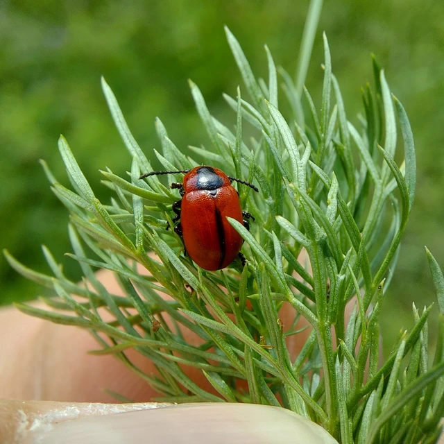 Entomoscelis dorsalis - hérics-honvédbogár