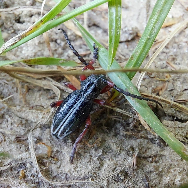 Dorcadion pedestre - kétsávos gyalogcincér