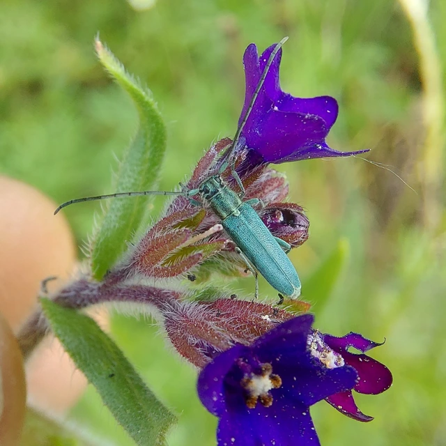 Phytoecia coerulescens - kígyósziszcincér